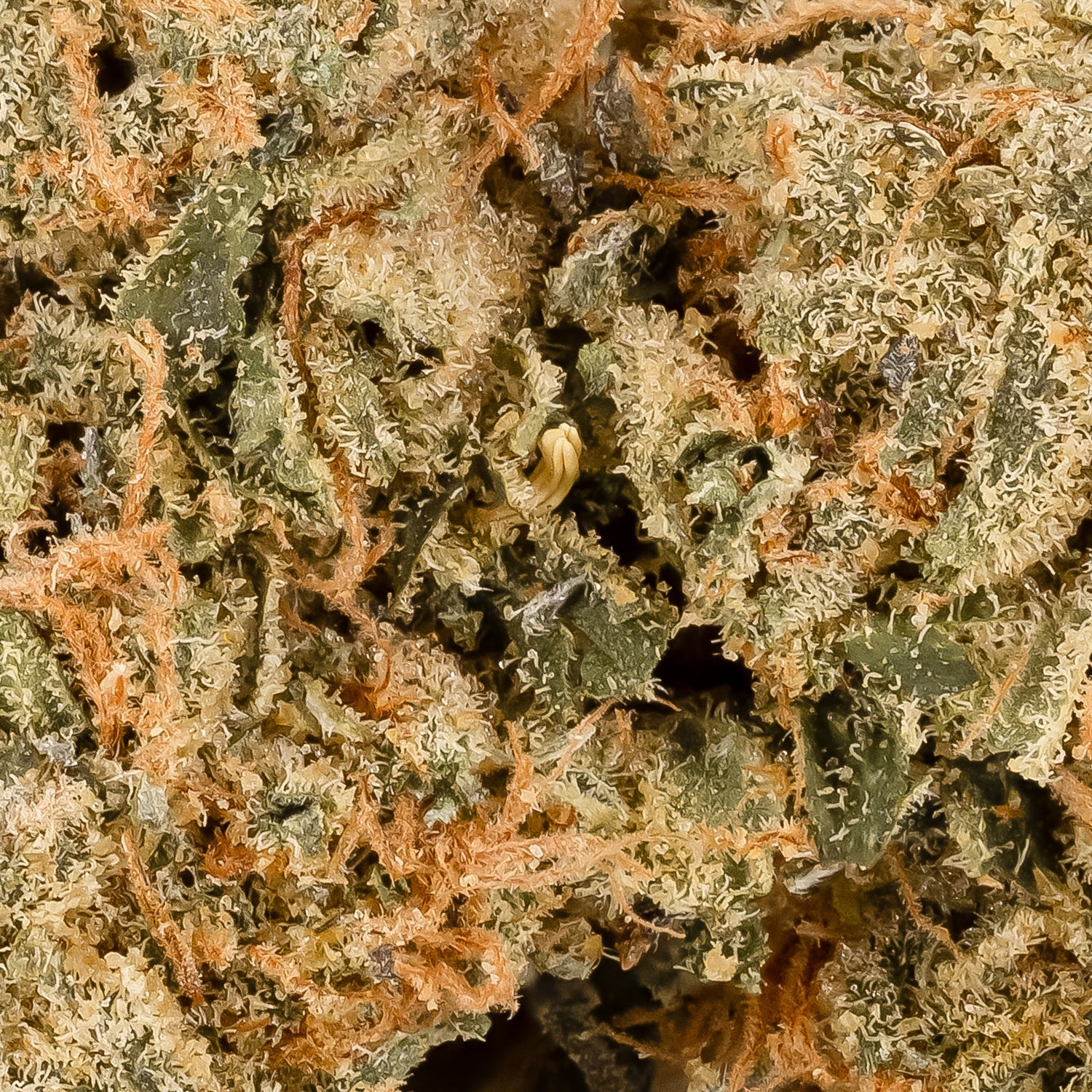 DeathBubbaUltra-LuckyFarms-06