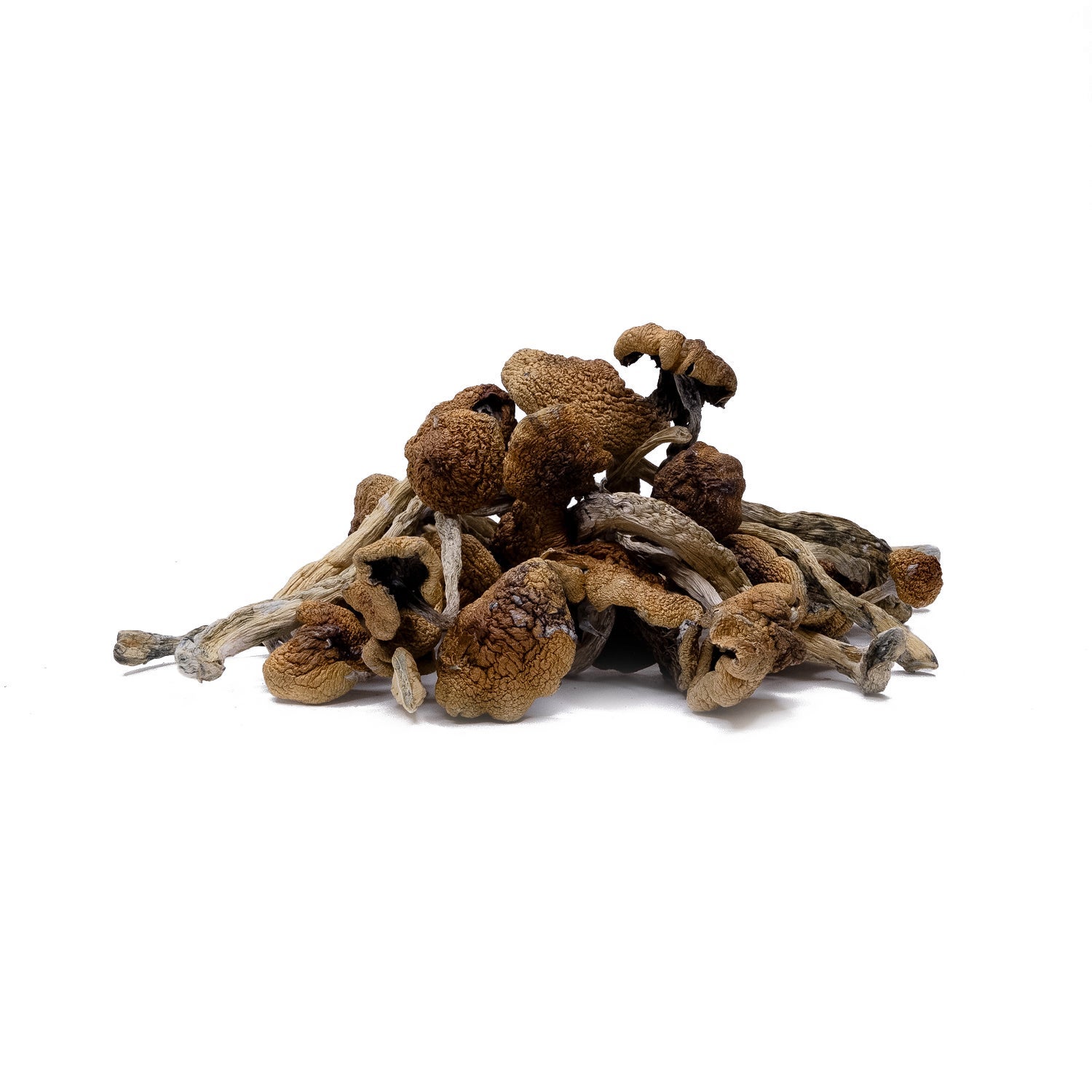 Malabar-AmazeballsMushrooms-02