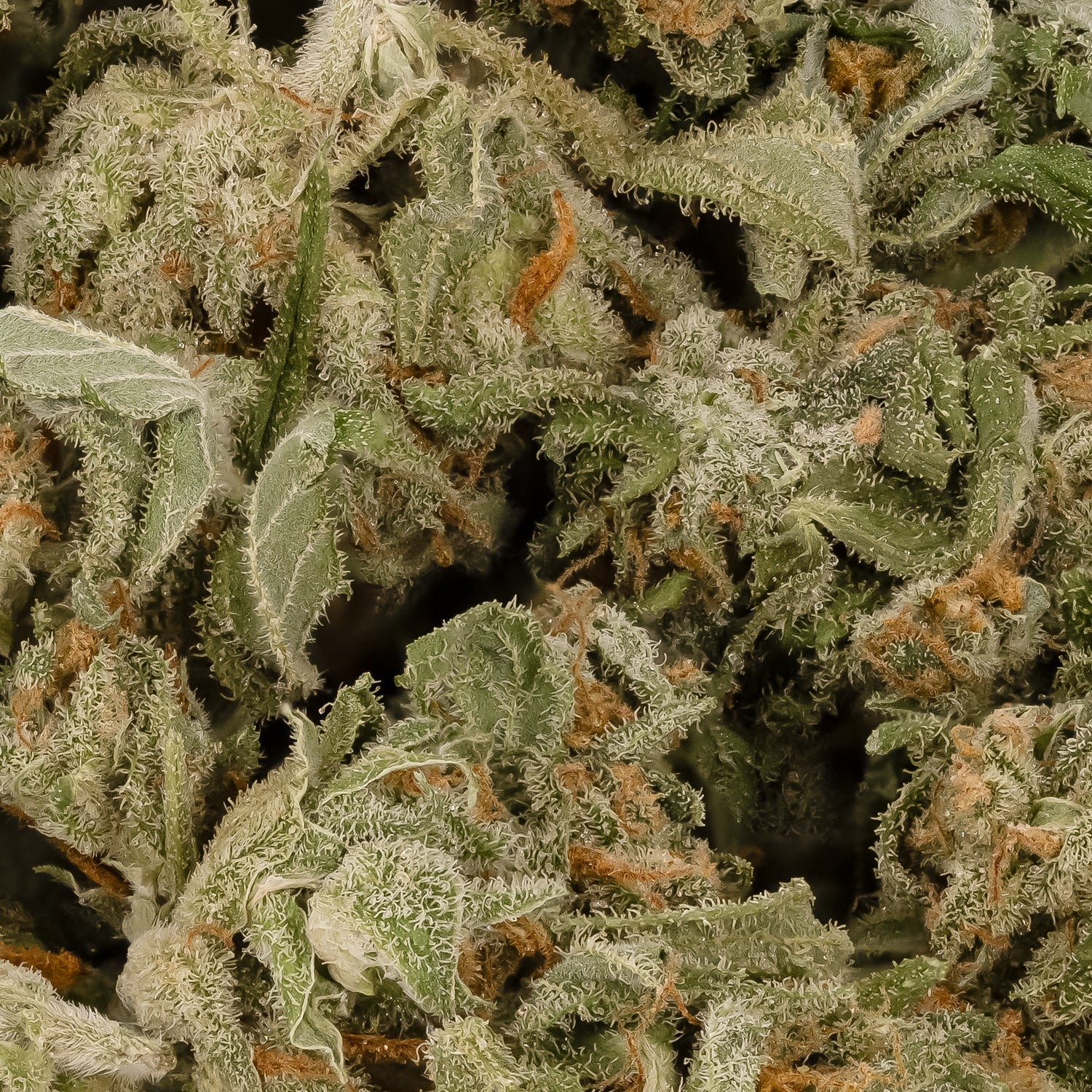 BananaCakeSmalls-PeoplesChoice-03