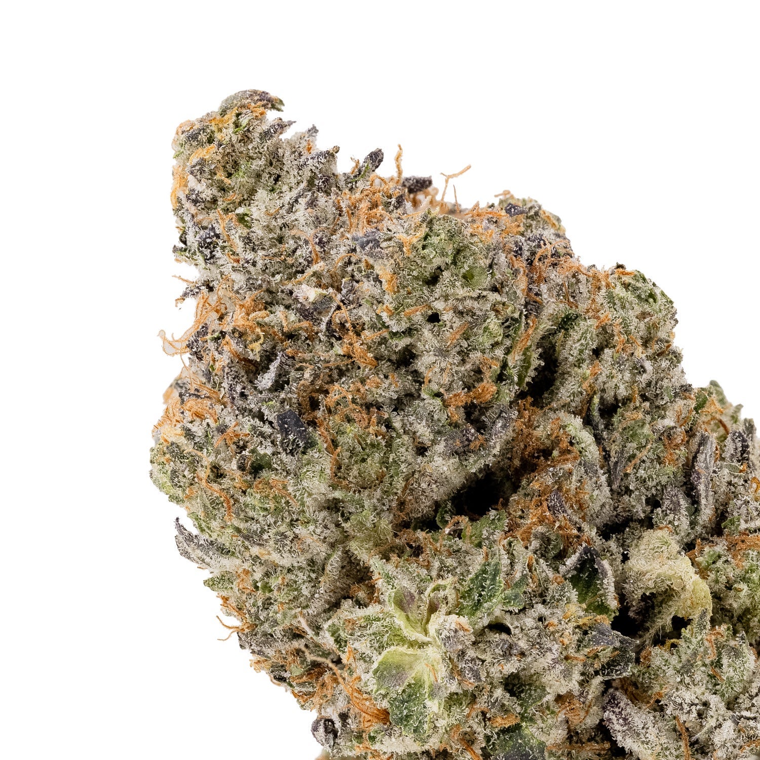 PineTarKush-Hoot-04