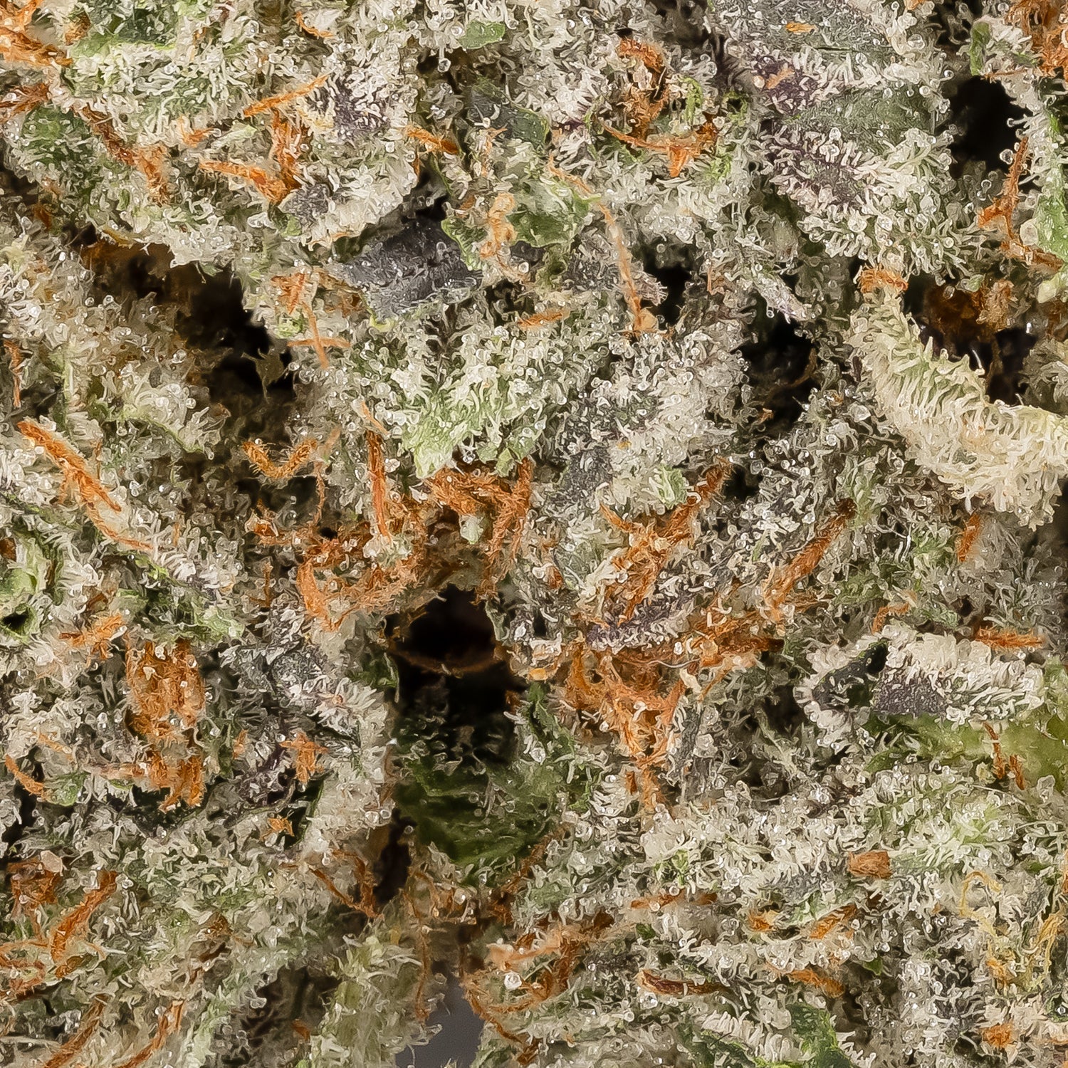 PineTarKush-Hoot-06