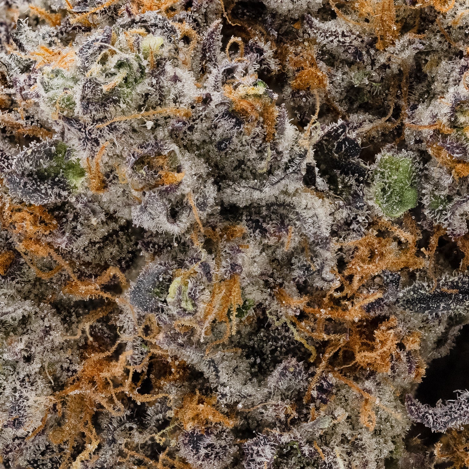 PlatinumGrapes-Hoot-05 (1)