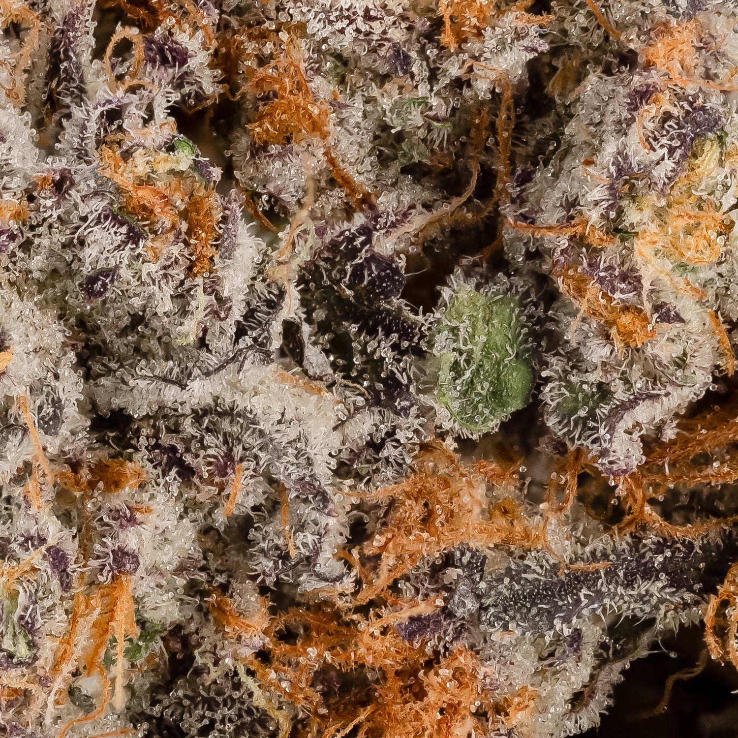 PlatinumGrapes-Hoot-06 (1)