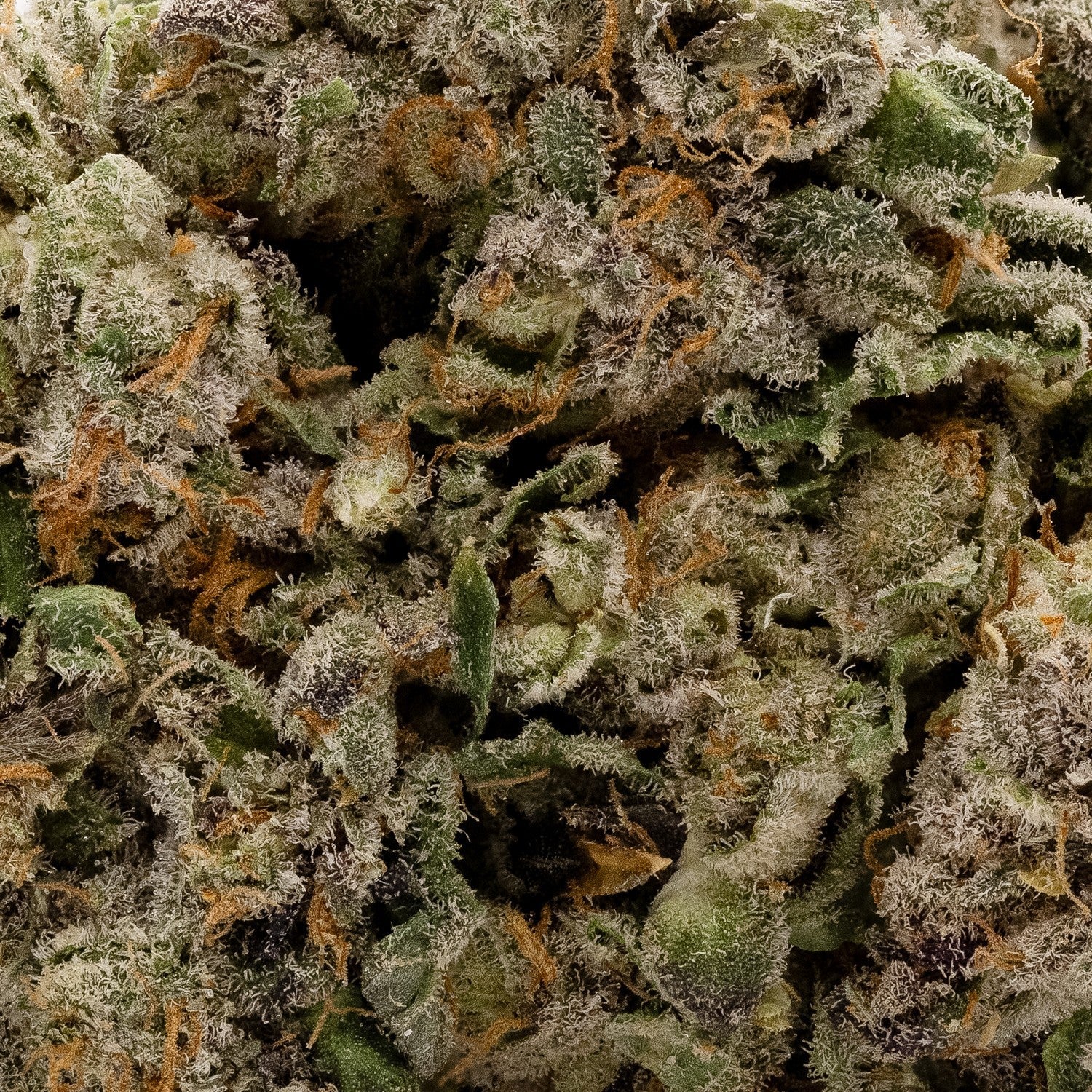 Fun Buds – Vice city