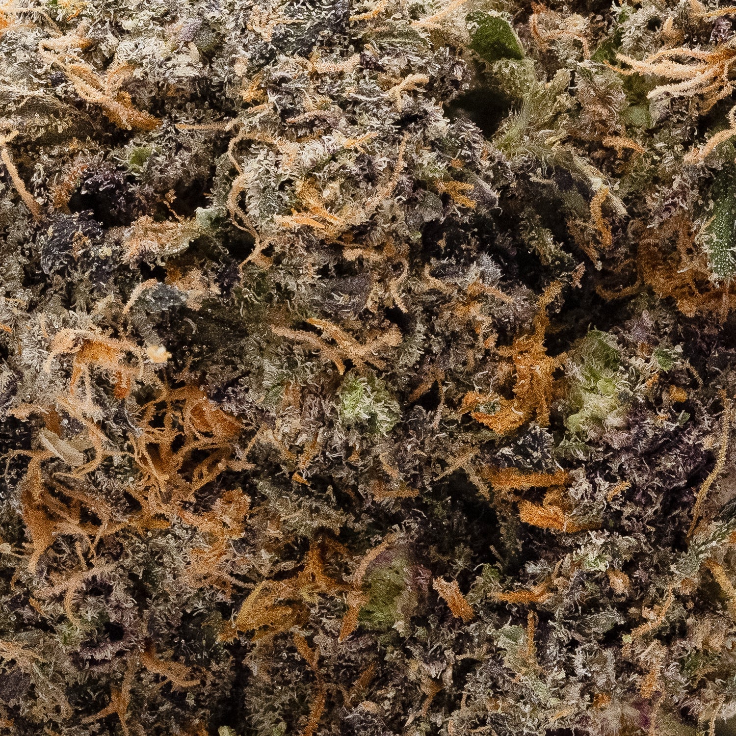 RainbowBelts-MysticCannabis-05