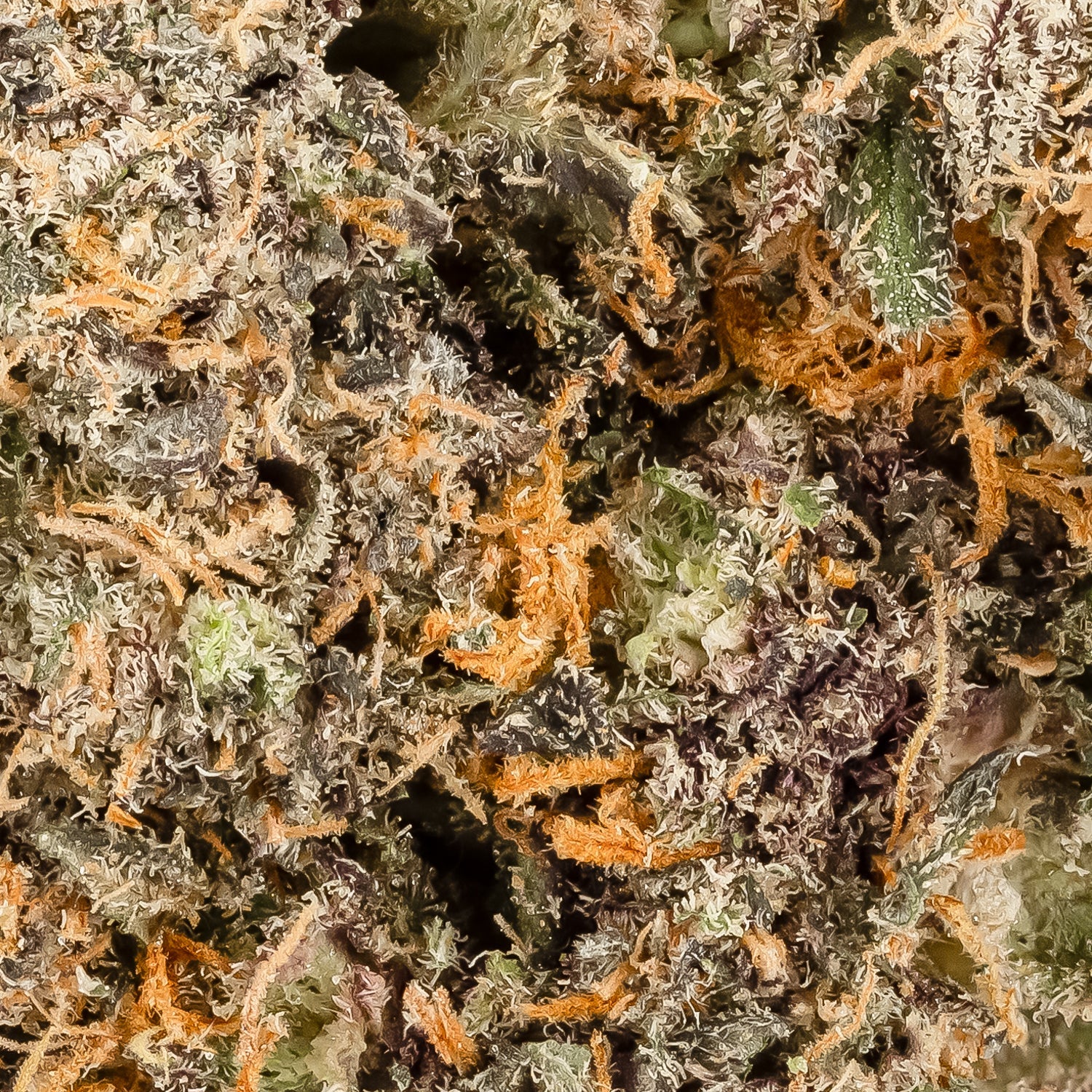 RainbowBelts-MysticCannabis-06