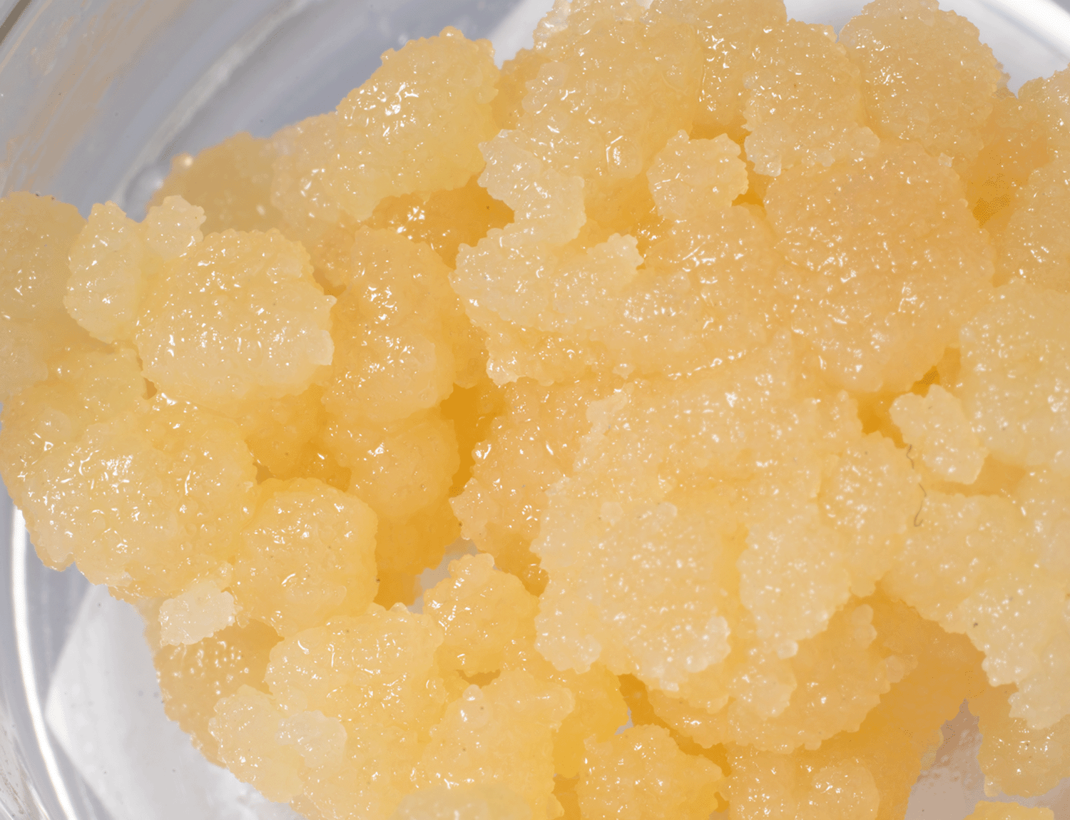 SUGAR CHEESE 2g 2