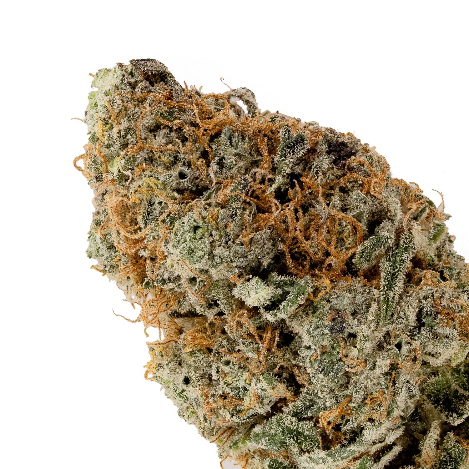 TruffleMonkey-Okanaganja-04