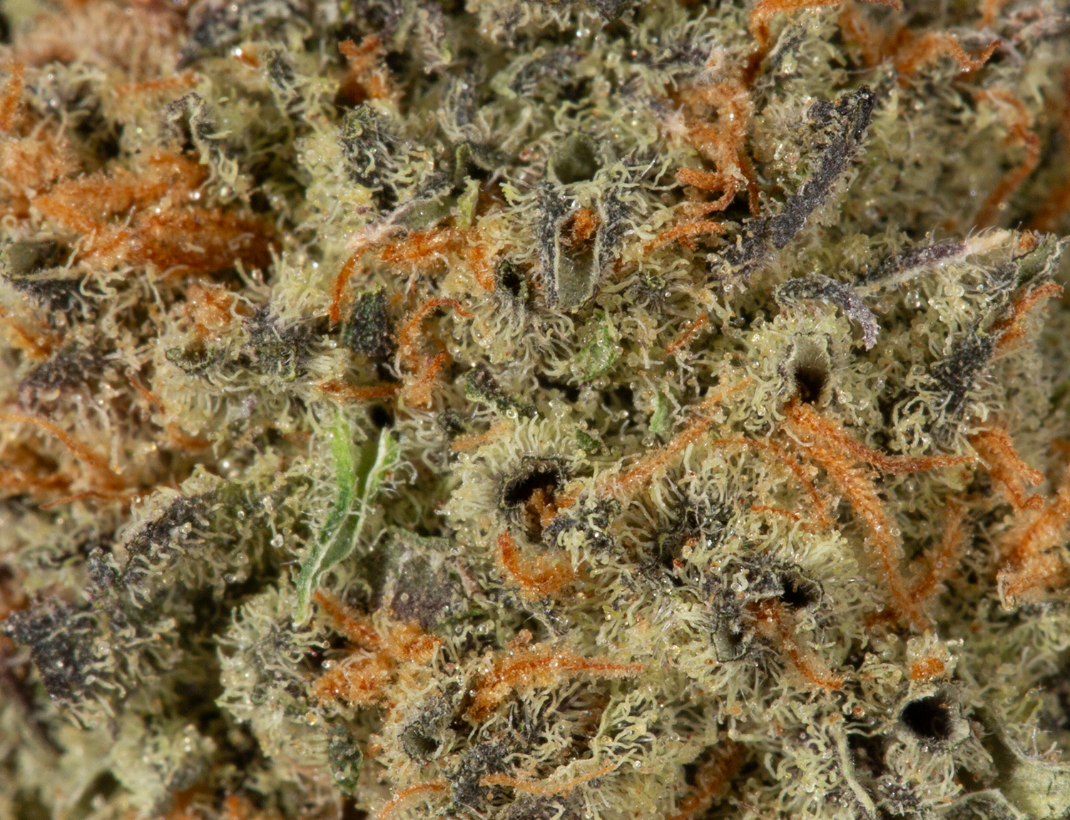 Platinium Blackberry 5