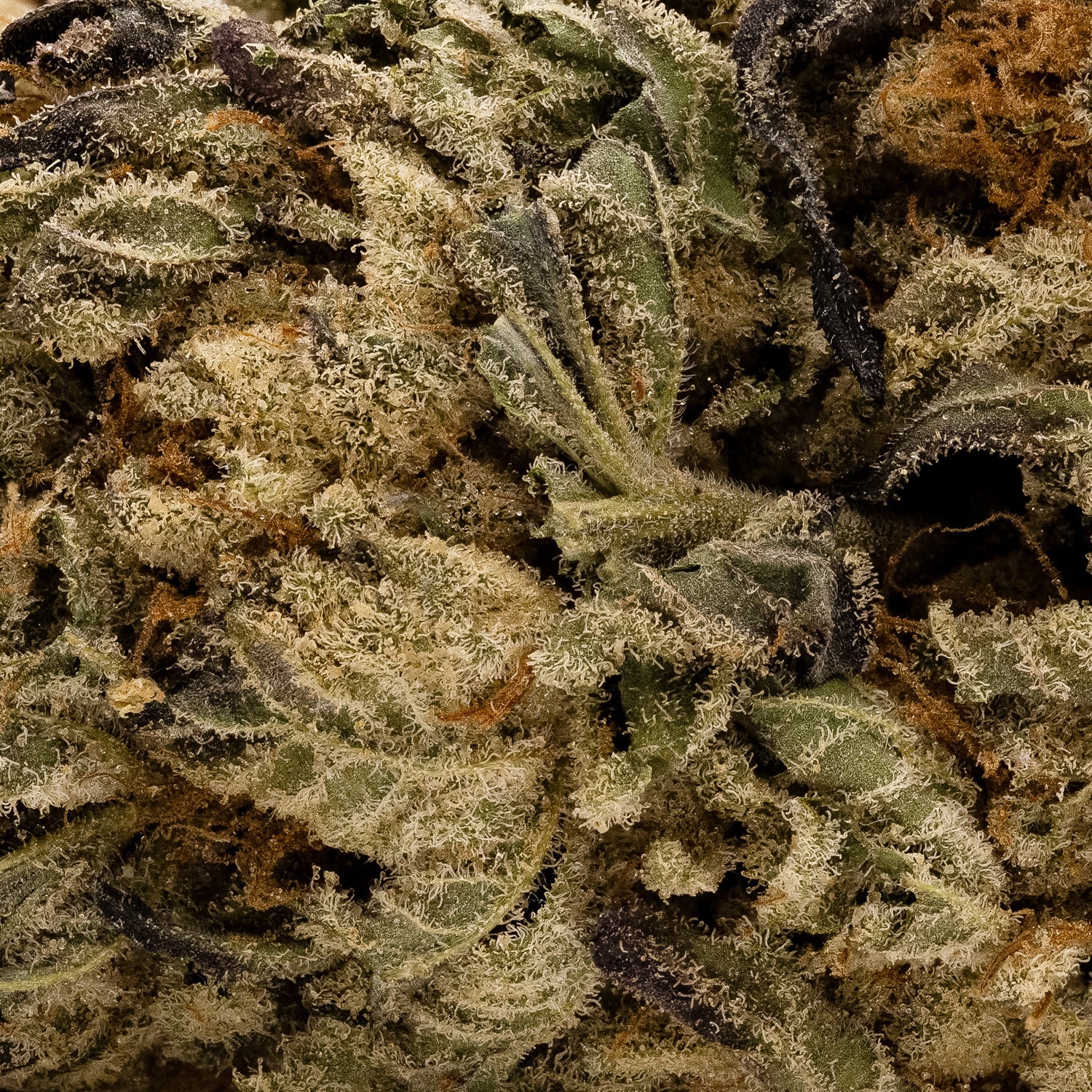 Comatose-LuckyFarms-05