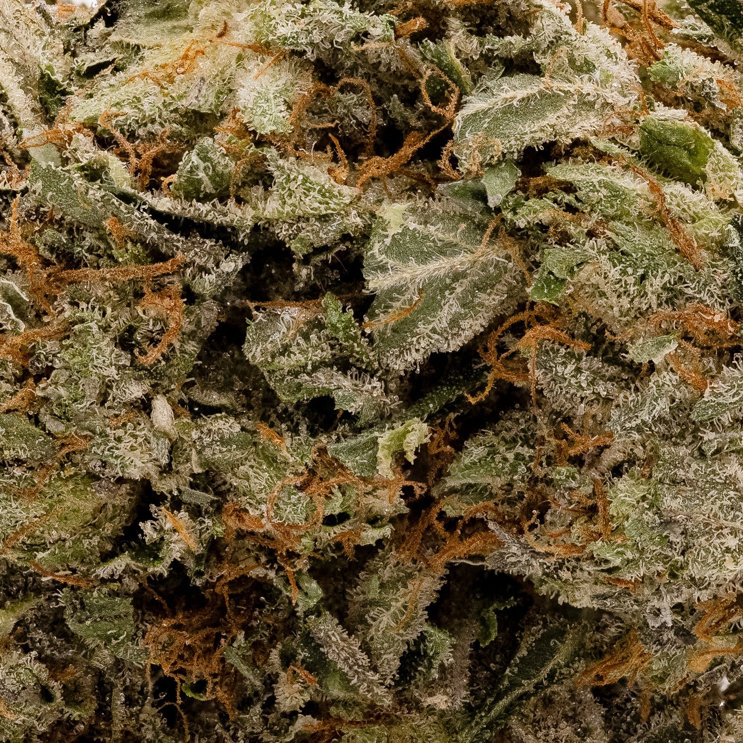 ElChapo-05