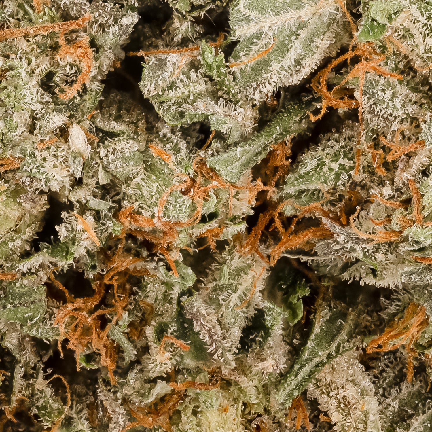 ElChapo-06