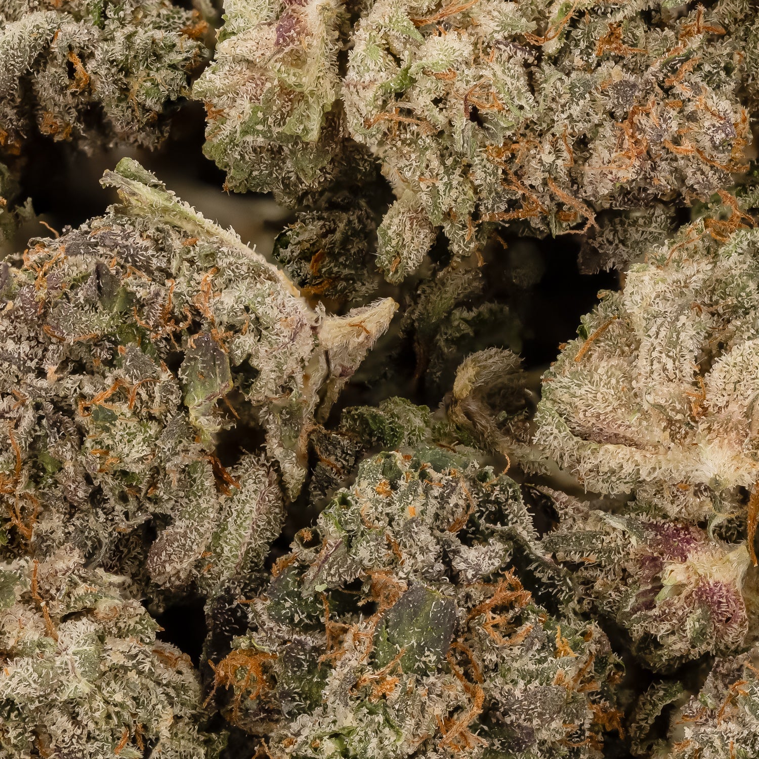HinduKushSmalls-LuckyFarms-03