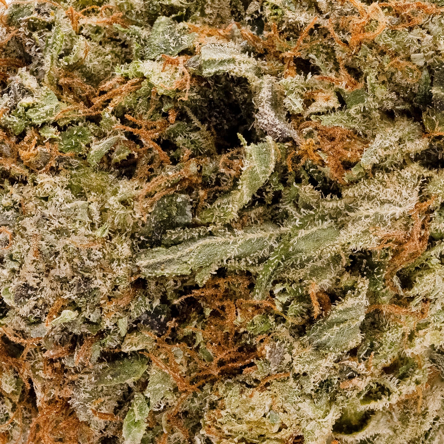 Pre88DeathBubba-05