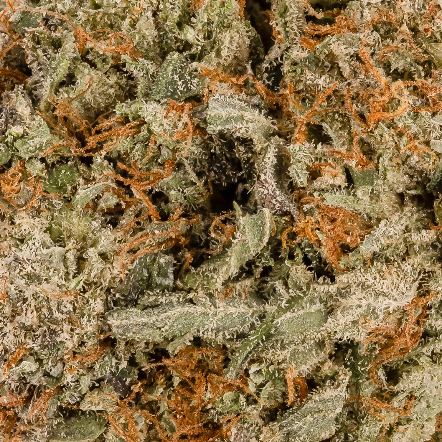 Pre88DeathBubba-06