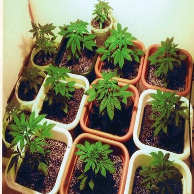 Growing Marijuana