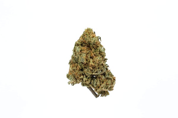 chocolate-kush-1 chocolate-kush-1