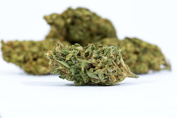 uk-cheese-3-1 UK Cheese (AA) Weed of Doobdasher, Canada