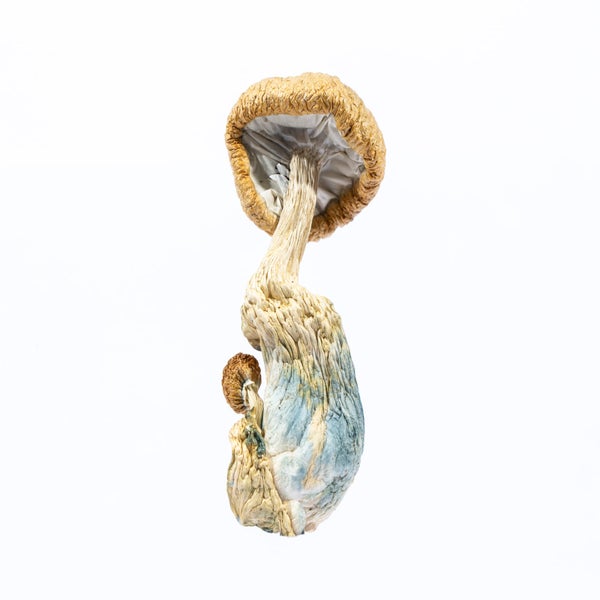 MUSHROOM-03-min.jpg
