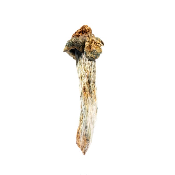 MUSHROOM-1-min.jpg