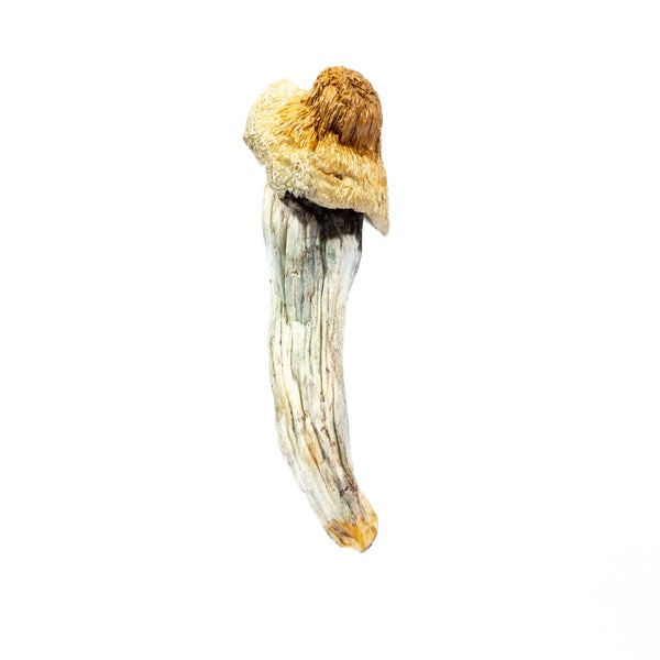 MUSHROOM-5-min.jpg