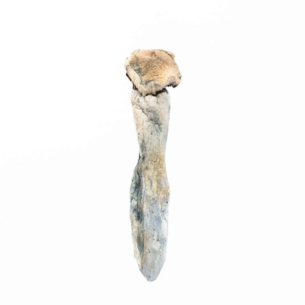 MUSHROOMS-03-min.jpg