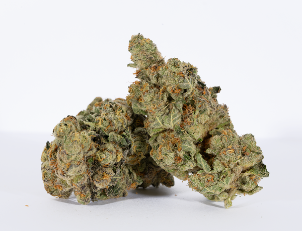 Segerblom-Haze-1.png Segerblom-Haze-1.png