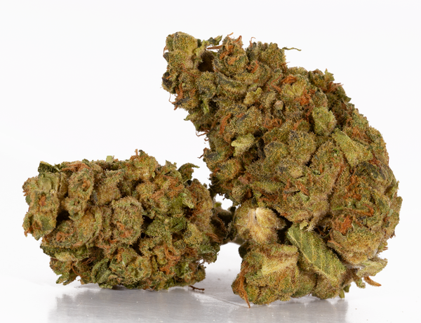 Sugar-Black-Rose-1-3.webp Sugar-Black-Rose-1-3.webp