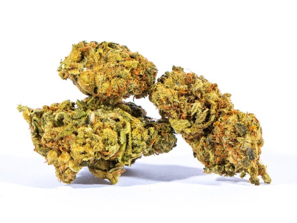 mango-haze-aa-3.jpg mango-haze-aa-3.jpg