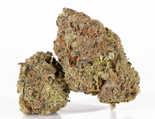 Bahama-Mama-2.png Bahama-Mama-2.png