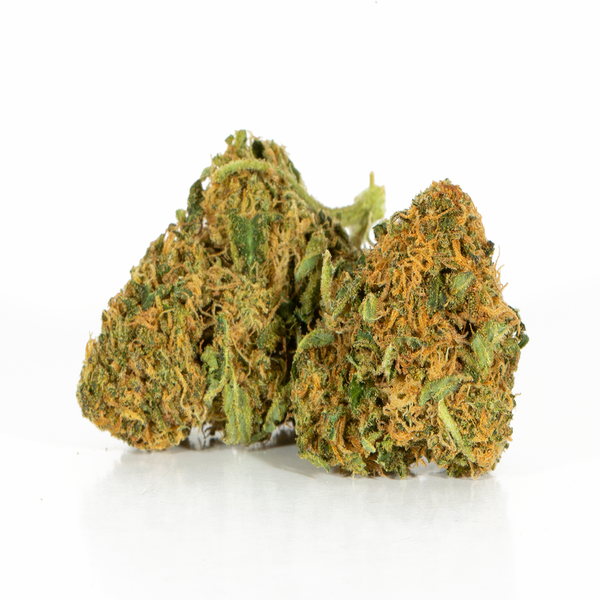 Ambrosia 2a