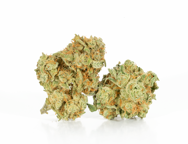 Panama Red NEW2 Panama Red NEW2