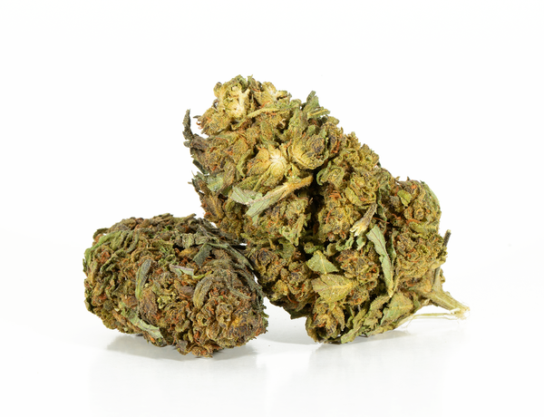 Pitbull 2a Pitbull 2a