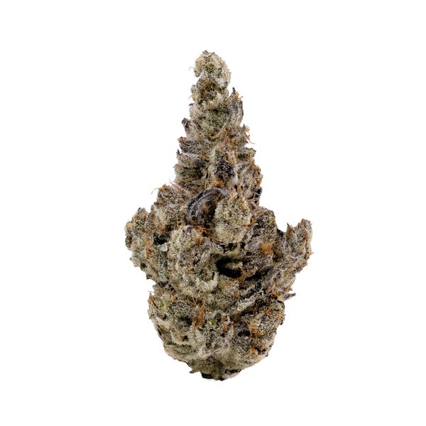 Slapz-Albatross-03 Slapz-Albatross-03