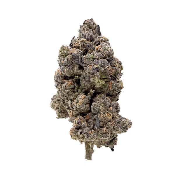 CookieBlizzard-03 (1) CookieBlizzard-03 (1)