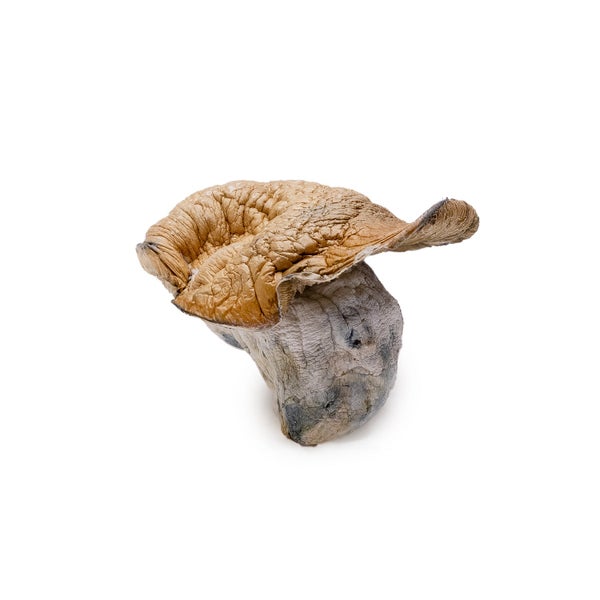 DinoEggs-AmazeballsMushrooms-01 DinoEggs-AmazeballsMushrooms-01