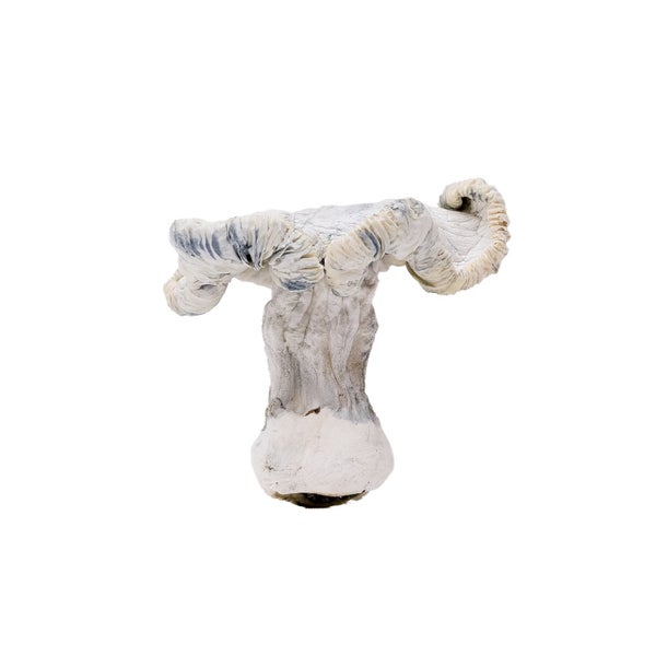 JediMindFuck-AmazeballsMushrooms-01 JediMindFuck-AmazeballsMushrooms-01