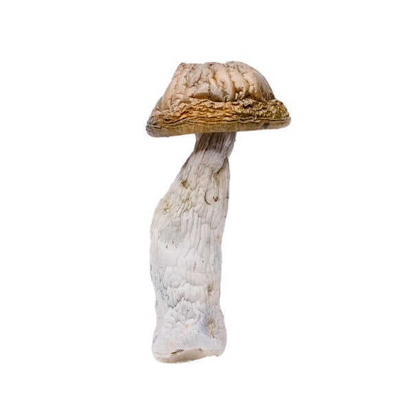 MCGorilla-AmazeballsMushrooms-01 MCGorilla-AmazeballsMushrooms-01
