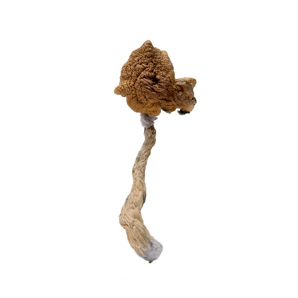 Malabar-AmazeballsMushrooms-01 Malabar-AmazeballsMushrooms-01