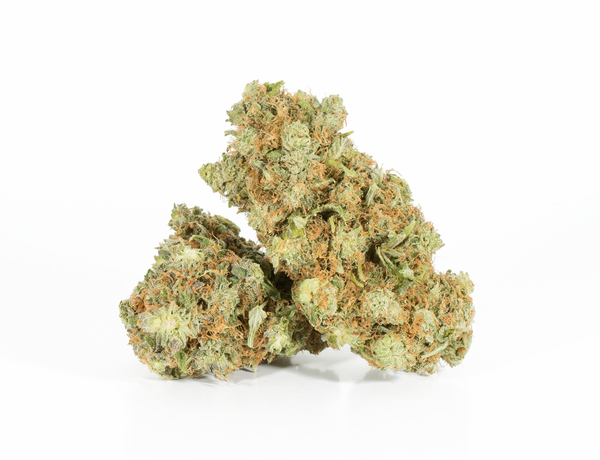 Shark Attack 2 Shark Attack 2