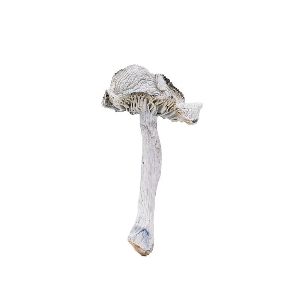 AlbinoJediMindFuck-Amazeballs-01 AlbinoJediMindFuck-Amazeballs-01