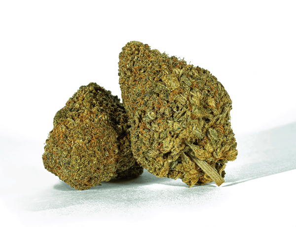 Beaver Tail 1 Beaver Tail 1