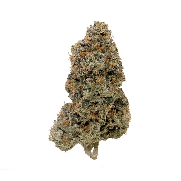 OriginalPurpleKush-Albatross-03 OriginalPurpleKush-Albatross-03