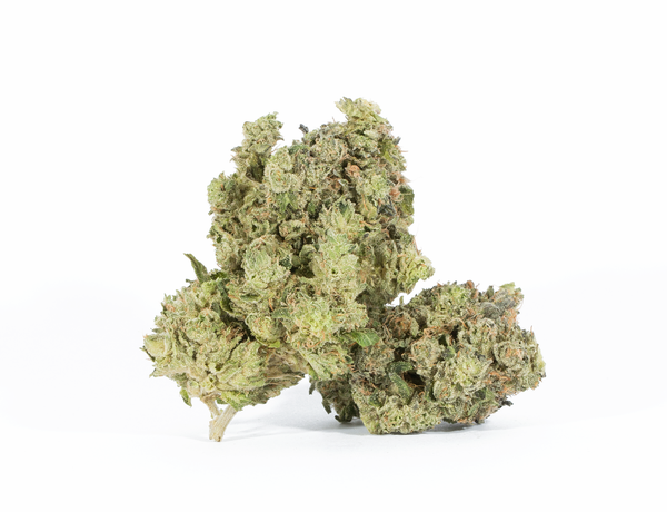 White Death 1 White Death 1