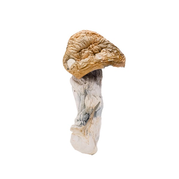 CodeBlue-Amazeballs-01 CodeBlue-Amazeballs-01