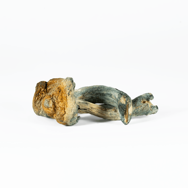 GOLDEN TEACHER – 1