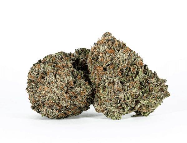GANGSTER KUSH (AAAA) – 1 GANGSTER KUSH (AAAA) – 1