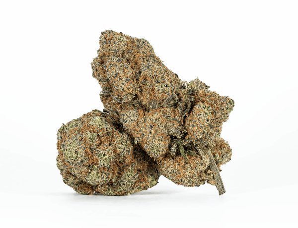 LOYALTY (AAAA) – 1 LOYALTY (AAAA) – 1