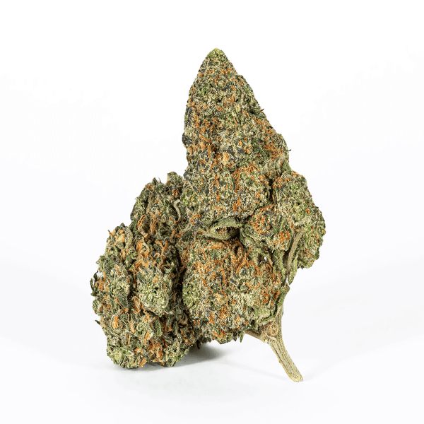 POLAR POP (AA) – 1