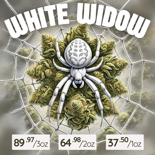 WHITE WIDOW WHITE WIDOW